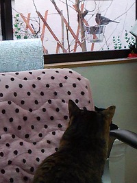鳥さん 2016/02/02 23:31:01