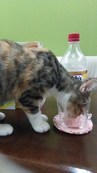 オマケのコップ 2017/10/12 01:36:10