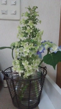 長いアジサイ 2017/06/03 15:55:00