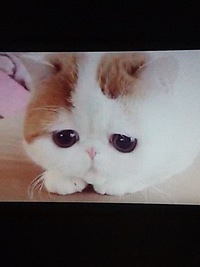 癒されました(^^) 2016/08/15 22:56:03