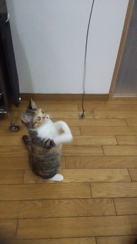 鈴だけ… 2017/10/31 02:22:57