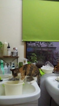 バケツに… 2018/03/08 14:22:02