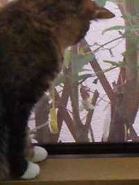 7月24日の記事 2016/07/24 23:00:49