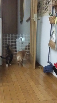 フェンス 2017/04/24 00:17:37
