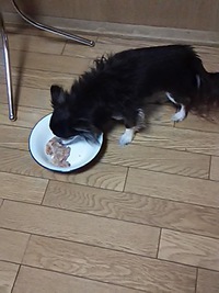 キャットフード 2016/02/15 14:43:08