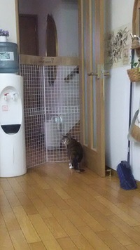 脱走防止ε=ε=┏(・＿・)┛ 2017/05/20 17:44:46