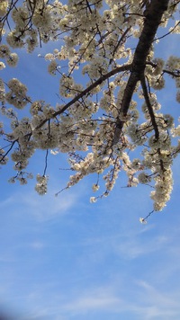 ＊桜＊ 2018/03/27 01:13:56
