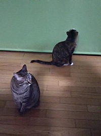 今日も猫たちは元気です=＾ェ＾= 2016/01/08 00:56:49