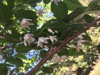 とかしきの花第二弾 2017/01/31 12:17:16