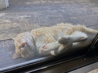 のんびり〜 2021/05/12 17:02:57