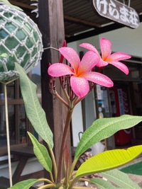 やっと！ 2021/06/25 09:43:34