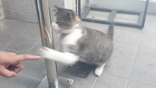 ♔　猫パンチ　♔