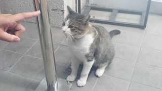 ♔　猫パンチ　♔