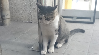 ♔　猫パンチ　♔