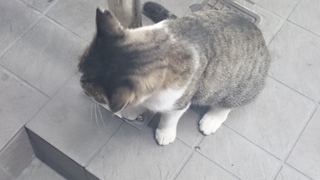 ♔　猫パンチ　♔