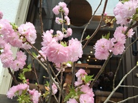お花♪ 2016/04/13 17:40:44