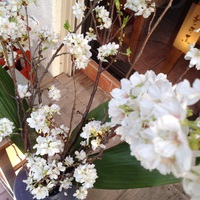 春ですね〜 2015/03/30 18:28:58