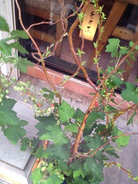 今週のお花です☆ 2015/06/06 18:17:39