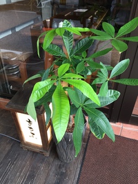 今週は… 2016/08/11 18:20:38