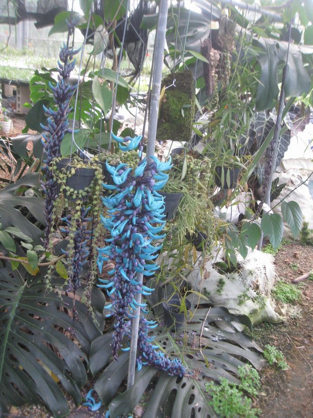 ヒスイカズラの花が咲きました 喜納洋蘭