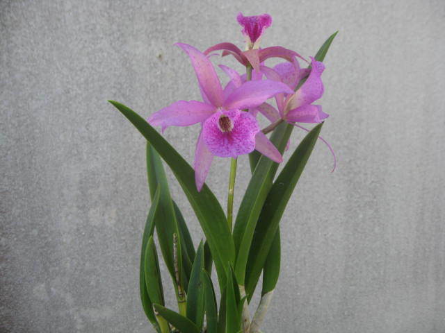 沖縄で育てやすい蘭