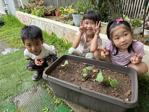 野菜植えたよ☆ぞう