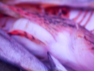 雑魚　と　雑草