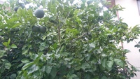 庭のかぼすと大阪で見つけた月桃（サンニン）
