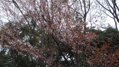 桜の下で三線練習