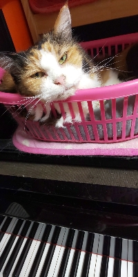 ピアノ練習中に猫 2022/10/28 14:29:39