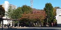 紅葉 2022/11/02 20:27:45