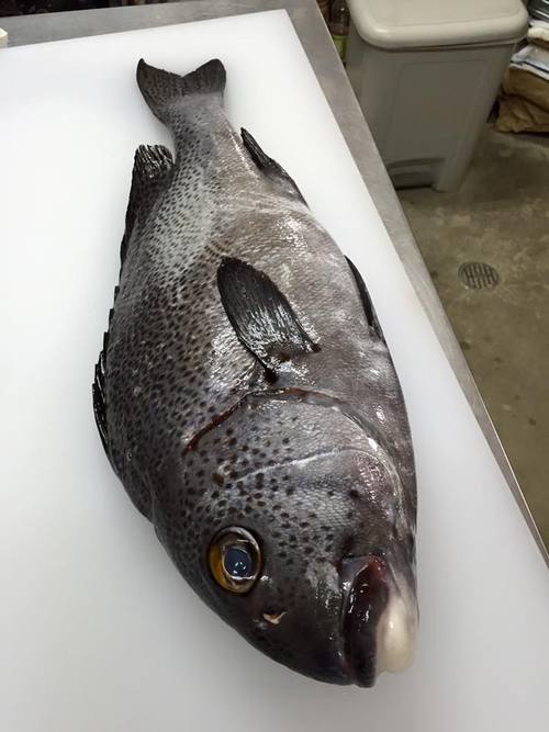 沖縄の魚 色々 竹富島 民宿 小浜荘 のブログ