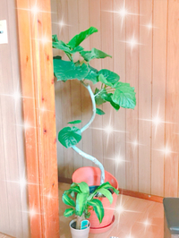 欲しかった(*´∀｀*) 2018/06/15 17:44:48