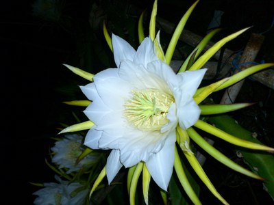きれいな花の紹介です。