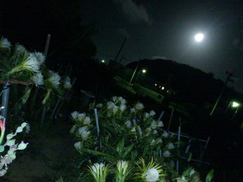 きれいな花の紹介です。