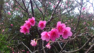 アーラ林道の桜が咲き始めました。