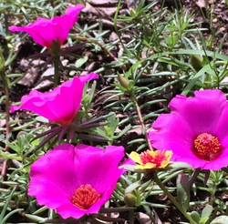 お花満開♫