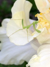 お花満開♫ 2014/07/04 15:05:17