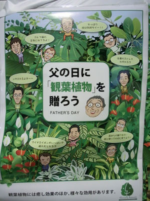 父の日には観葉植物 沖縄県くみあい生花ブログ