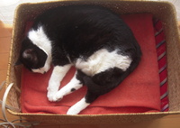 私は猫です名前は「たま」パートⅡ 2013/03/24 13:05:41