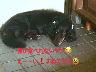 愛犬ラル