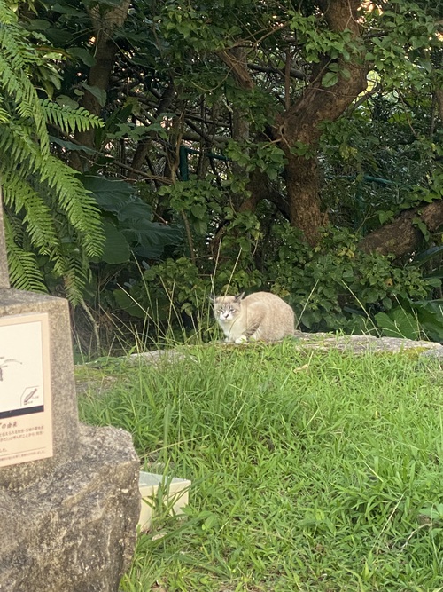 沖縄で三線を弾く心地よさ