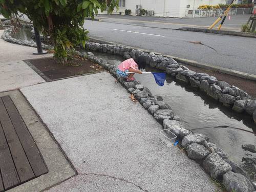 糸満歩道の川遊び 沖縄エビ飼育 糸満歩道の川遊び 沖縄エビ飼育