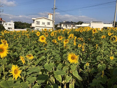 沖縄の冬といえば　sunflower