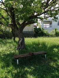 木陰のベンチ