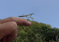 カマキラス