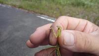 カマキラス