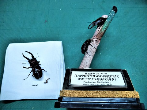 親父のクワガタ標本部屋 Father S Stag Beetle Specimen Room 標本リペア