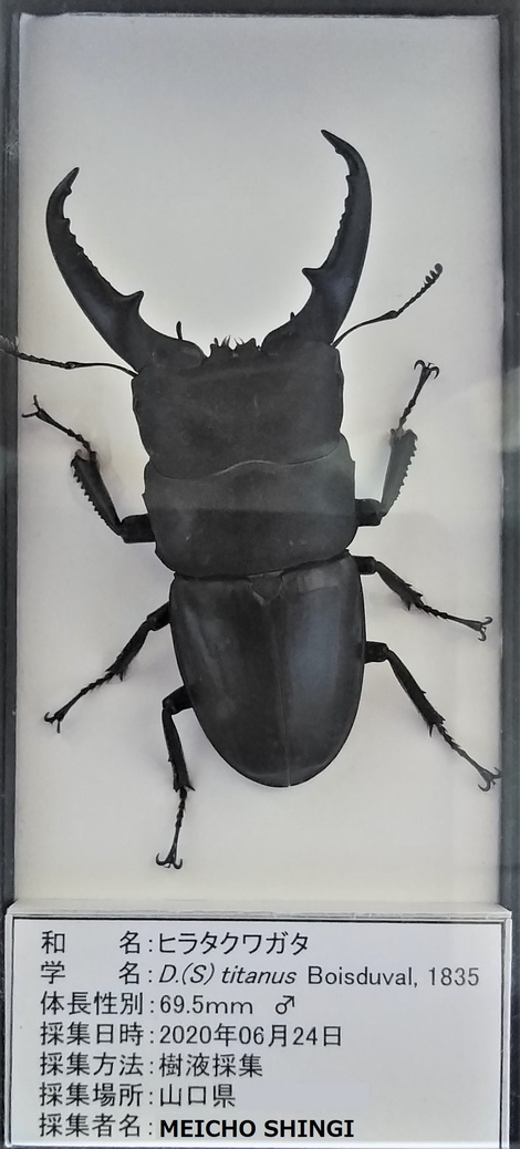 親父のクワガタ標本部屋 Father S Stag Beetle Specimen Room