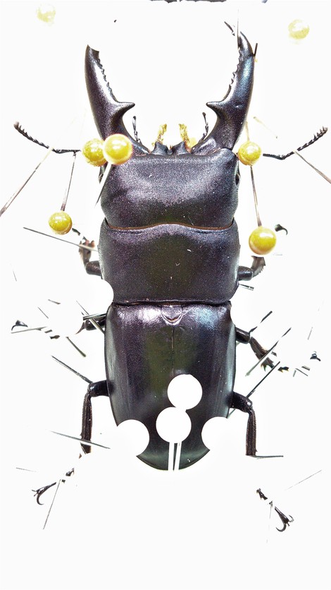 親父のクワガタ標本部屋 Father S Stag Beetle Specimen Room モチーフ標本 多種多頭